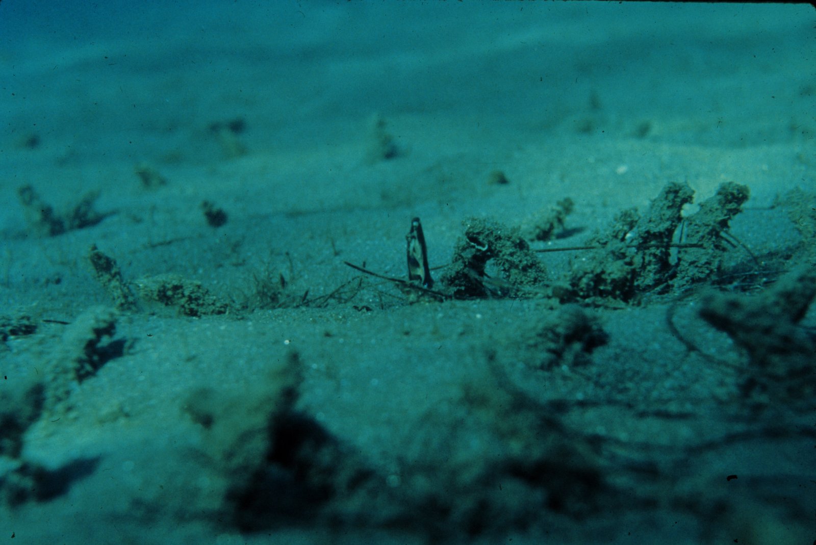 Sediment