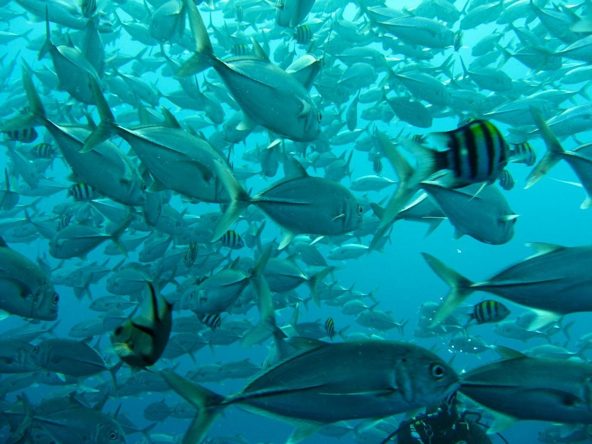FishSchool