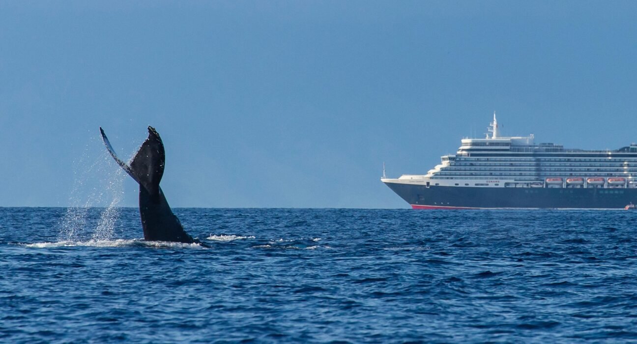 whale