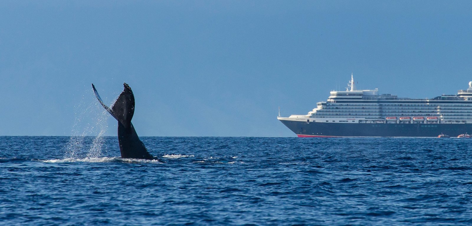whale