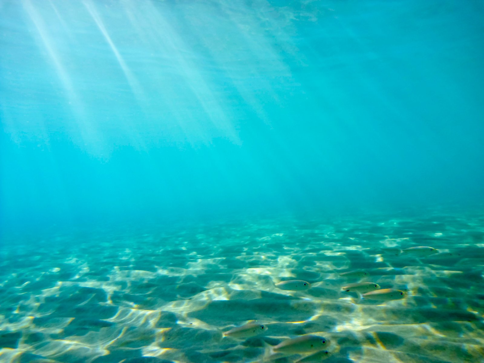 sea
