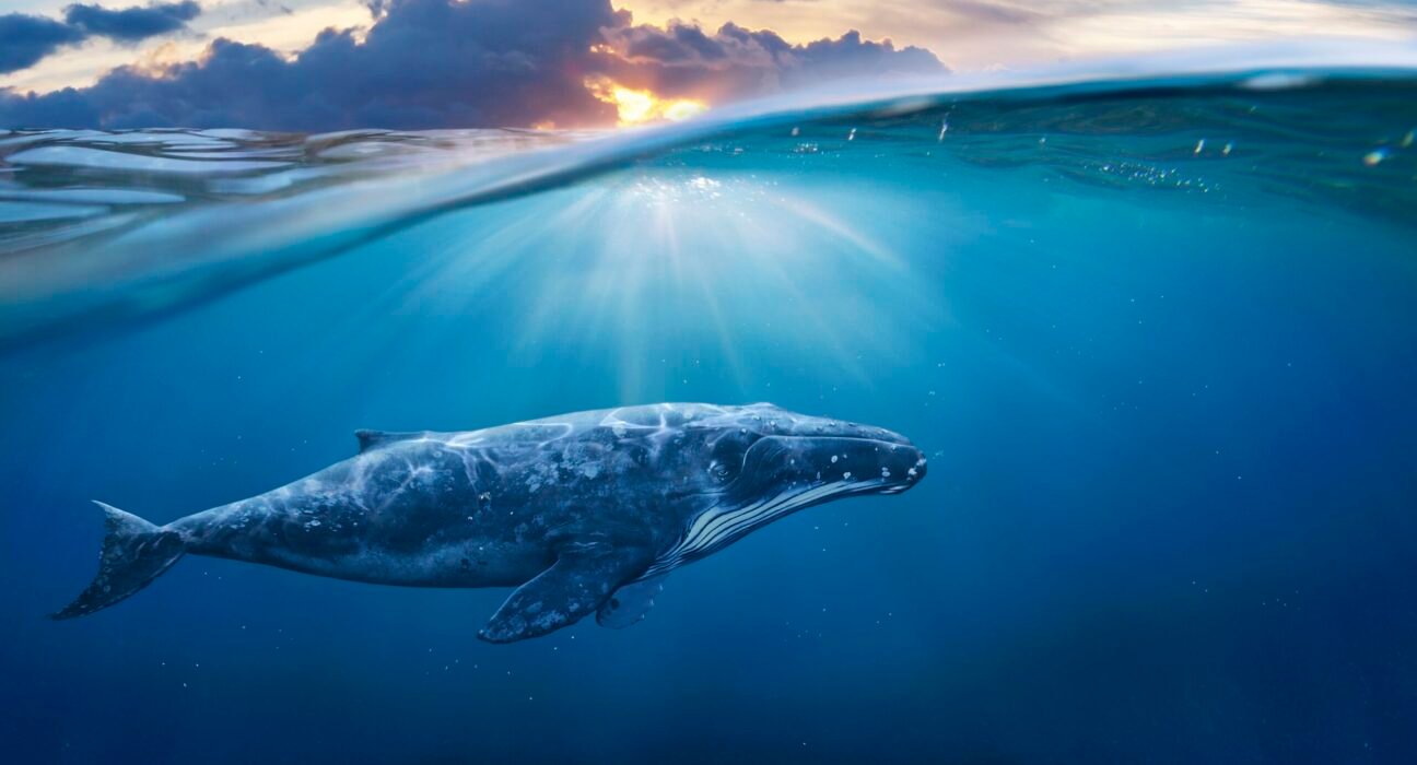 whale