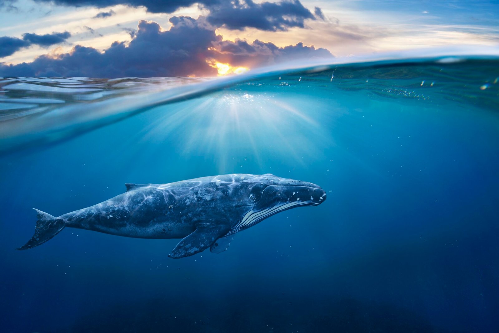 whale